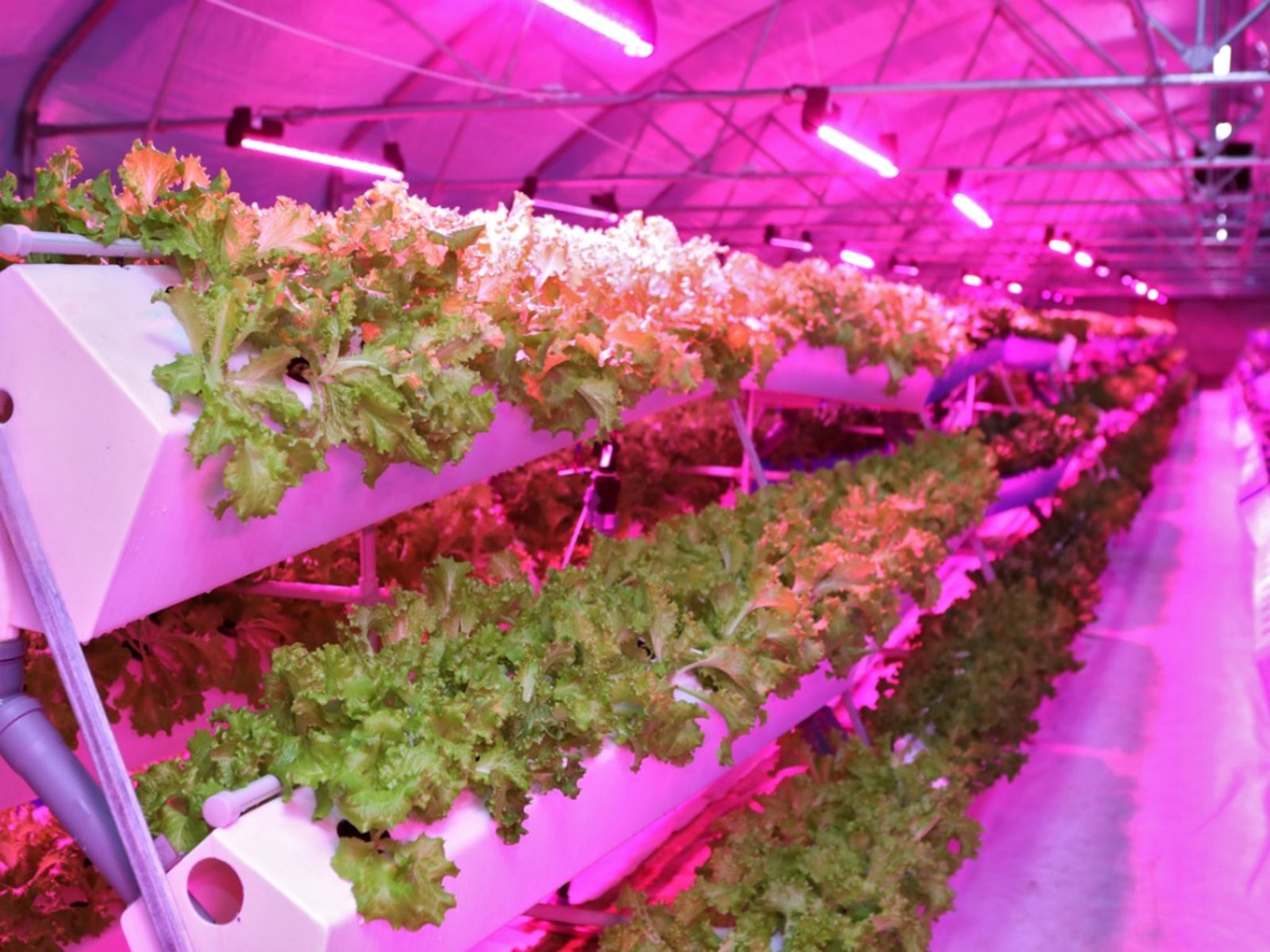 Hydroponics Image